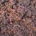 Wurmfarm mit 1 kg Kompostwürmer