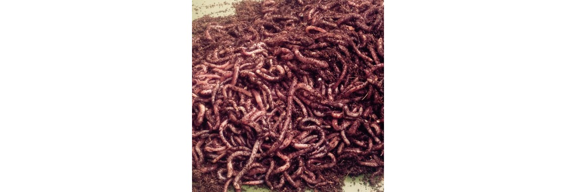 Wurmfarm inkl. Kompostwürmern
